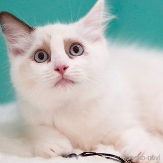 販売中の東京都のラグドール-114563の11枚目